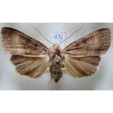 Xestia stigmatica (Hübner, 1813) Rolnica Czech43j
